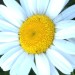 close up of a single white daisy