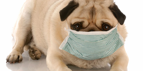 pug wearing a medical mask