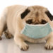 pug wearing a medical mask
