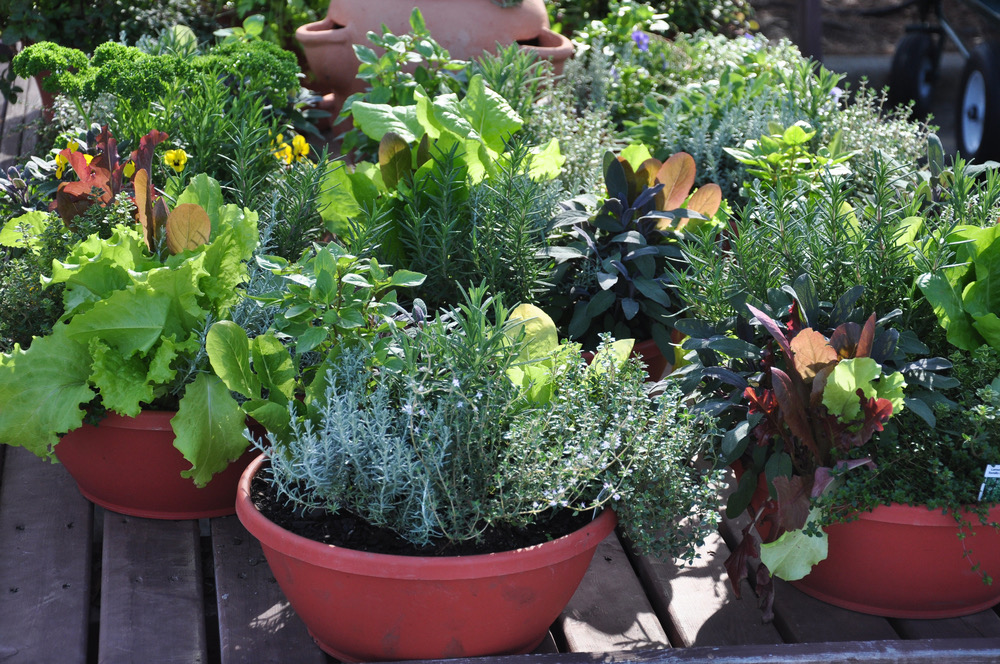 No Room For An Outdoor Garden? Grow Your Salad Greens Indoors! Intentional Living